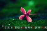 2021年8月好看绿植花草日历壁纸图片