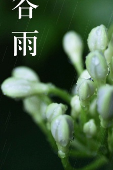 Solar terms Grain Rain pictures HD Grain Rain material pictures