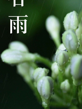 节气谷雨图片 高清谷雨素材图片