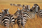 Zebra on the grassland picture desktop wallpaper