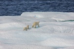 polar bear pictures