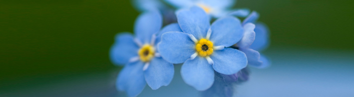 Plants and flowers mobile wallpaper