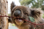 Cute koala pictures