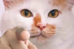 猫猫指人表情包