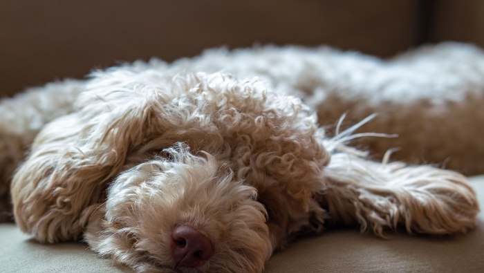 Sleeping dog cute desktop wallpaper