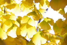 秋天的銀杏葉圖片桌麵壁紙