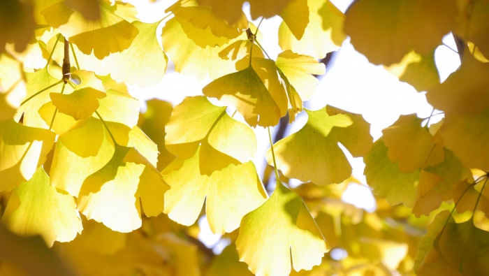 Autumn ginkgo leaves pictures desktop wallpaper