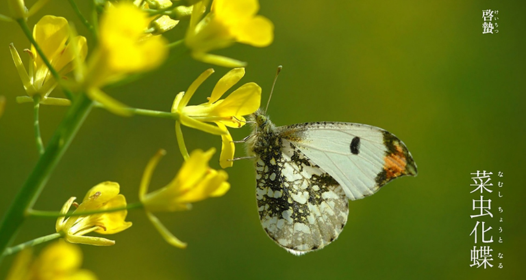 Jingzhe mobile wallpaper