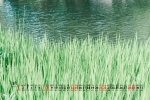 August 2021 green leaves eye protection fresh desktop calendar wallpaper