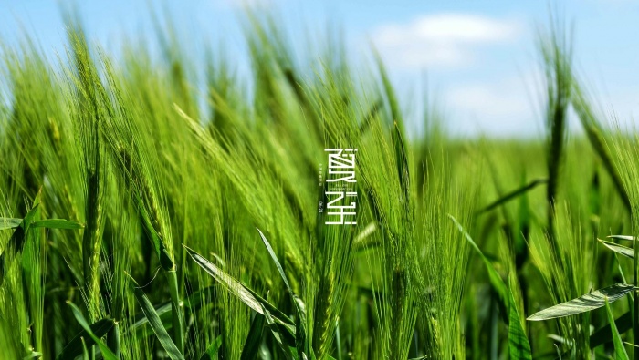 24 Solar Terms Summer Solstice Desktop Wallpaper Pictures