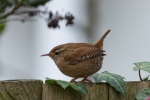 Birds Wren Pictures