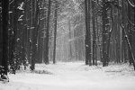 Winter forest snow scenery beautiful pictures desktop wallpaper