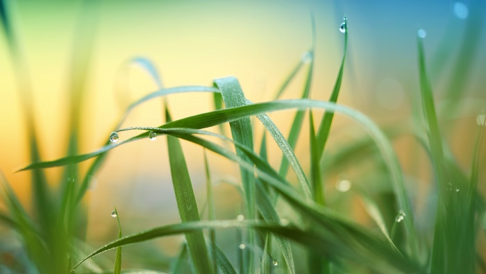 Dewdrops on the grass in the morning picture desktop wallpaper