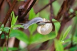 HD snail pictures