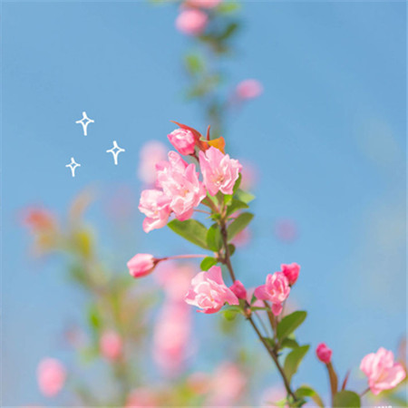 唯美又好看的樱花图片