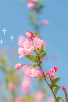 Beautiful and beautiful cherry blossom pictures