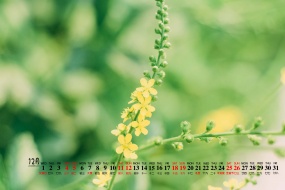 December 2021 small fresh green desktop calendar wallpaper