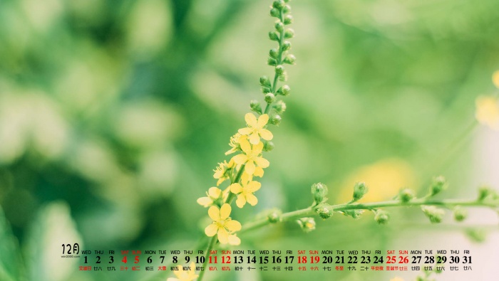 December 2021 small fresh green desktop calendar wallpaper