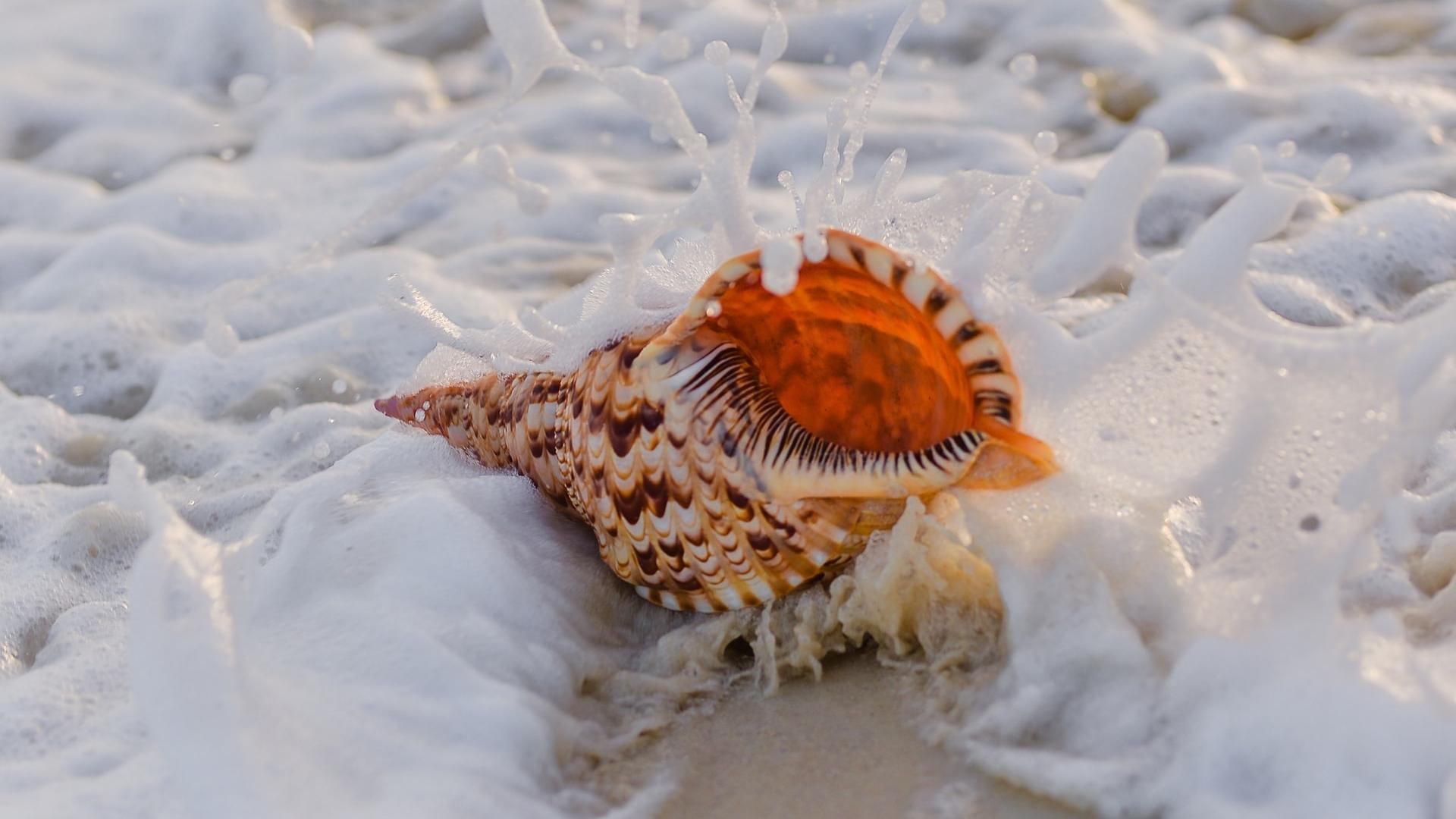 沙滩上贝壳与海螺风景桌面壁纸