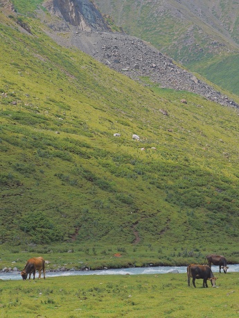 Horses on the grassland hillside beautiful scenery mobile wallpaper