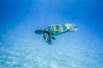 Turtles in the ocean pictures desktop wallpaper