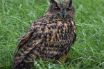 great horned owl pictures
