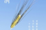 24節氣小滿手機壁紙
