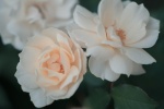 Beautiful pictures of Chinese Valentine's Day rose flowers desktop wallpaper