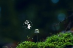 小清新24节气小暑电脑桌面壁纸