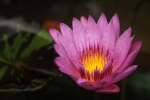 Beautiful lotus pictures in water desktop wallpaper