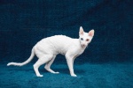 Cornish Rex Cat Pictures