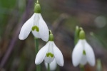 White snowdrop pictures desktop wallpaper