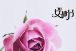 38女神节之玫瑰花图片桌面壁纸
