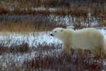 polar bear pictures