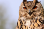 great horned owl pictures