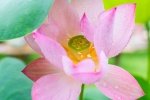 Lotus blooming in the pond picture desktop wallpaper