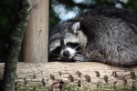Cute little raccoon pictures