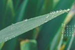 2022年2月綠色植物護眼高清日曆壁紙