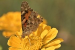 Butterfly on zinnias picture desktop wallpaper