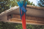 Colorful macaw pictures