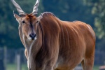 Pictures of big forest antelope