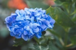 Blooming blue hydrangeas pictures desktop wallpaper