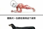 平板支撑一分钟了 我感觉快死了 腊肠狗一生都在保持这个姿势