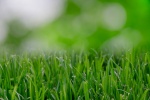HD green grass natural scenery wallpaper