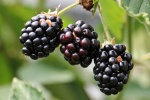 HD blackberry fruit computer wallpaper