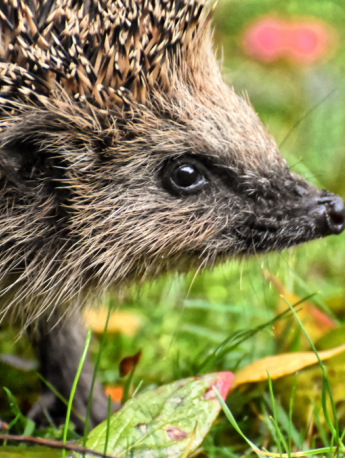 Hedgehog Pictures Cute Hedgehog Pictures