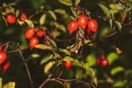 HD Rose Hip Picture Desktop Wallpaper