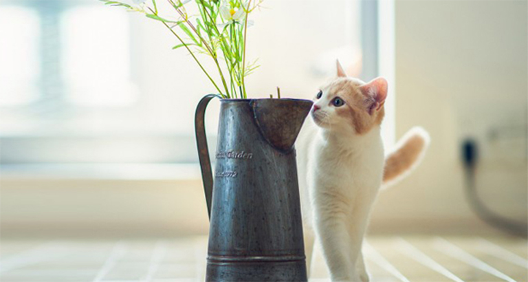 A collection of cute pet pictures