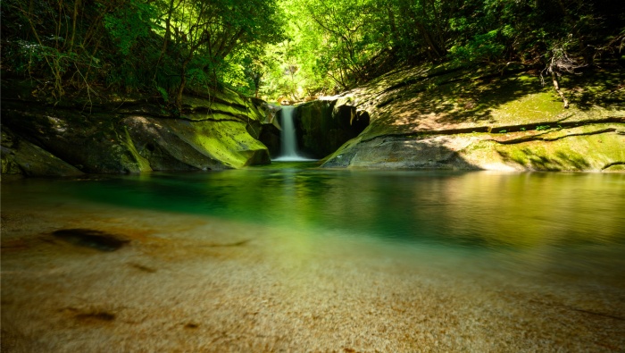 护眼绿色丛林风景高清图片桌面壁纸