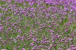 Willow verbena picture desktop wallpaper